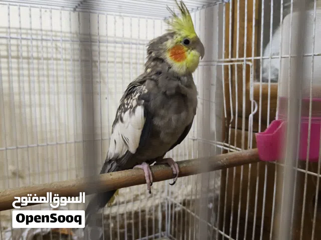 ذكر كوكتيل حبشي