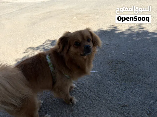 مكس جولدن وبومرينين