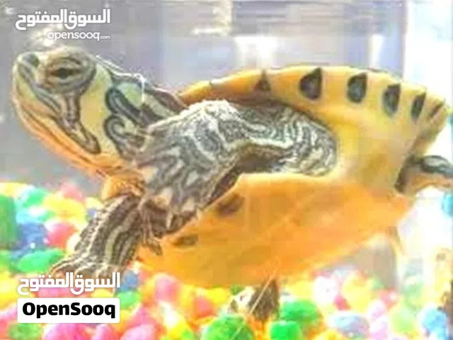 جوز سلاحف مائيه امازوني مع حوض سمك  سيكوريت و حجاره ديكور سلحفاه برمائيه  تسبح  مع السمك