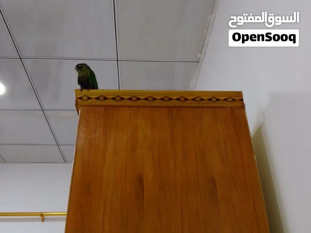 كنيور فول الافه
