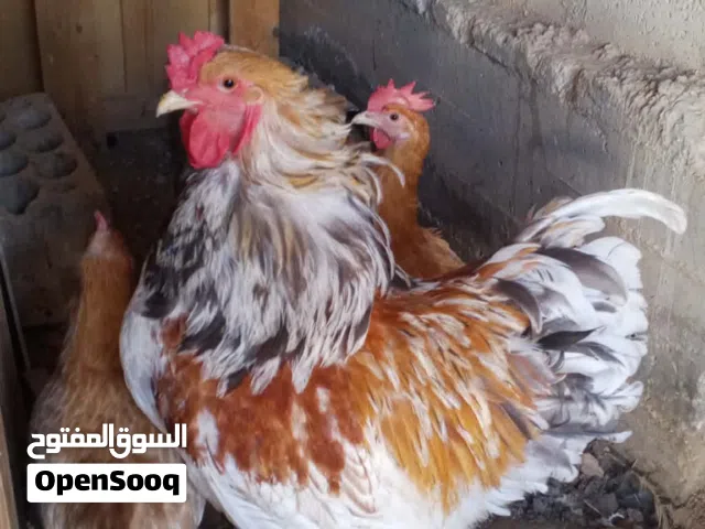 جاج لوهمان وبلدي وصيصان