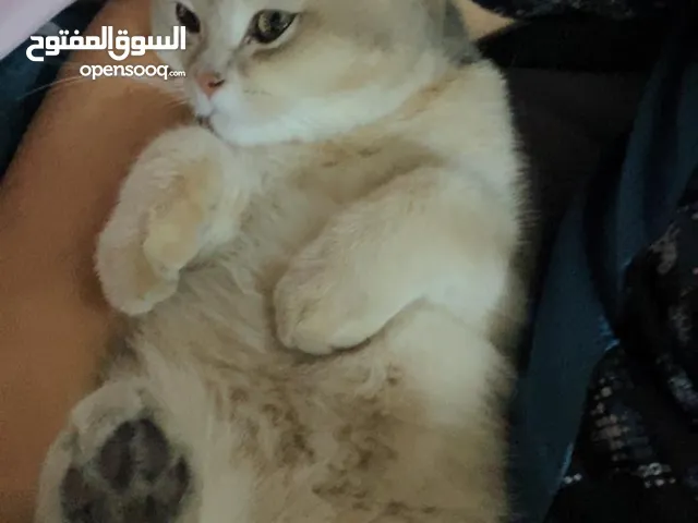 قط سكوتش ستريت