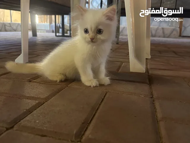 قطة هملايا