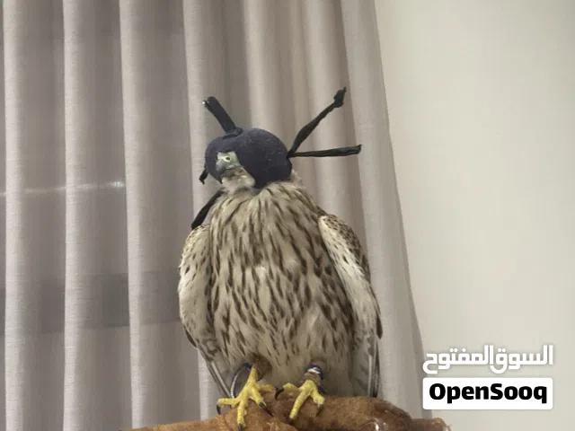 شرياص للبيع