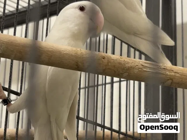 للبيع زوج لوفبيرد