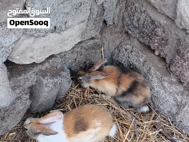ارانب هولنديه