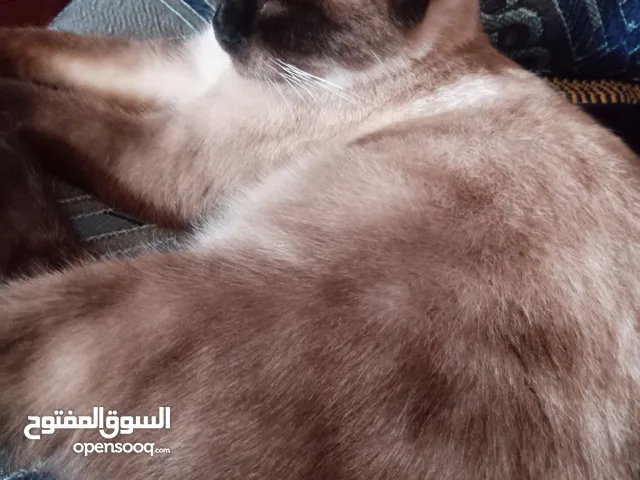 قطة سيامي أنثى.
