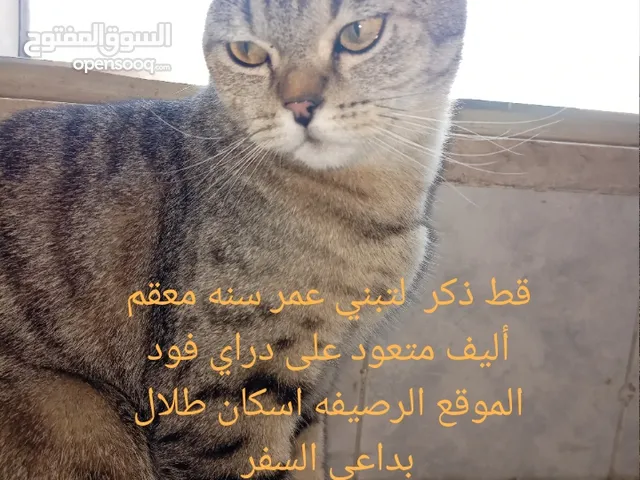 قط للتبني يحب الأطفال لعوب ولطيف