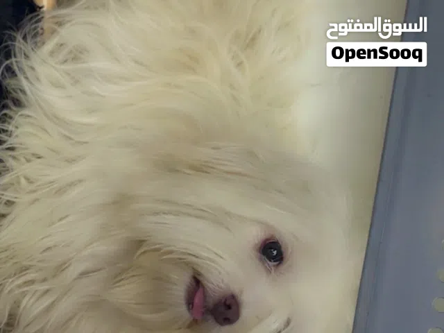 للبيع نثيه تيرير سعرها خمسه وسبعين مكاني بغداد