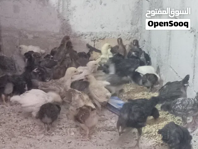 بسم الله ماشاء فراخ دجاج بلدي العمر 40 يوم بيع على الكوم