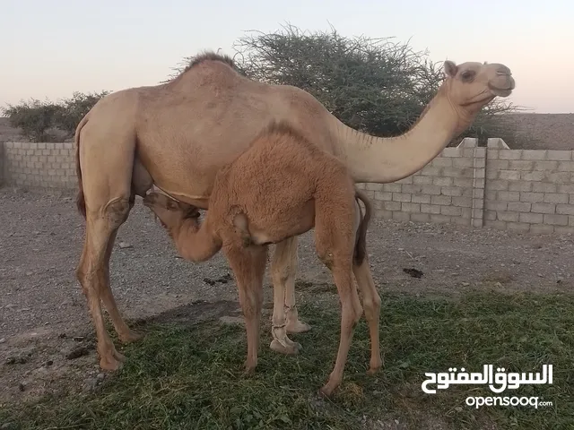 ناقة وبنتها سمين ماشاءالله
