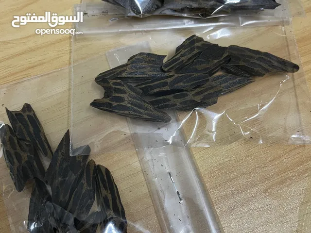 عود تايجر vip توله واحده بسعر 3،500