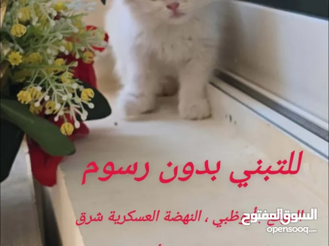 قطة بيضاء بعيون زرقاء للتبني
