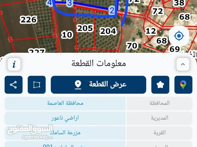 ارض في السامك زراعي محوط بشيك شاء ك هم قطعتين مع بعض نفصولة واحد 12 دونم والثانية 11 دونم تقريبا ا