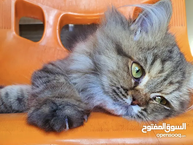 انثى تايكر 8 اشهر