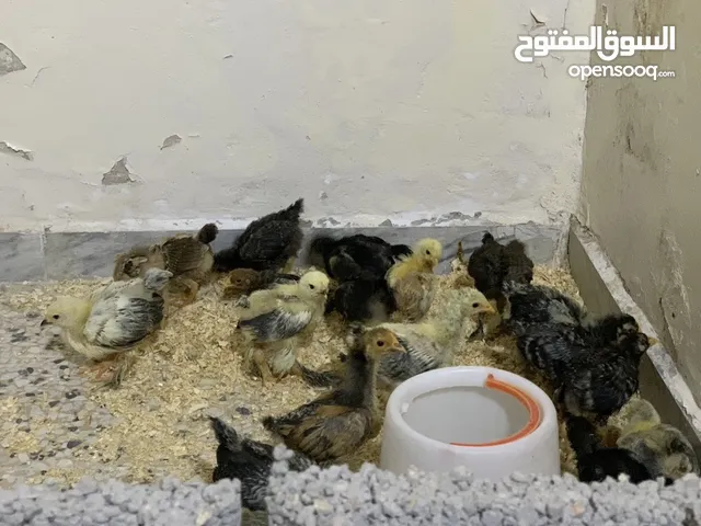 فلاليس للبيع