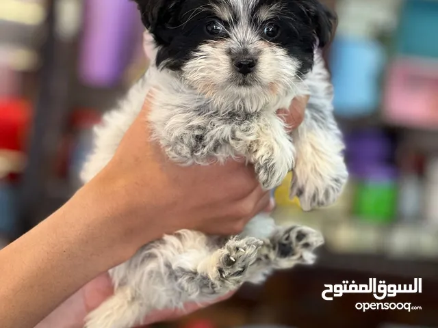 شيتزو لون مميز للبيع بسعر مغري