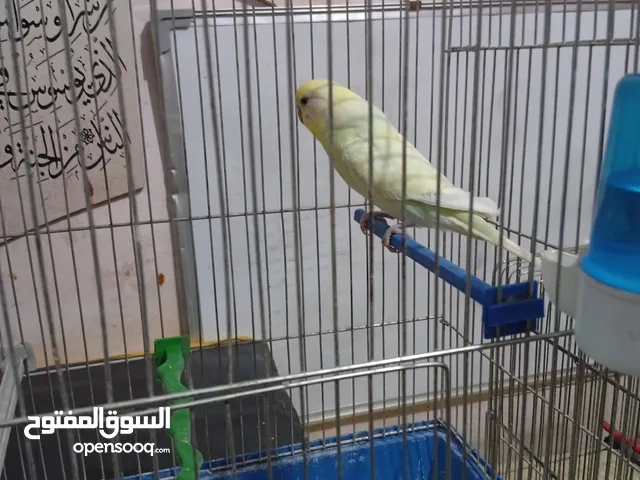 جوزين حب ايه في الجمال شغالات تبارك الله جوز تحته 5بيضات وجوز تحته 3بيضات وبكمل