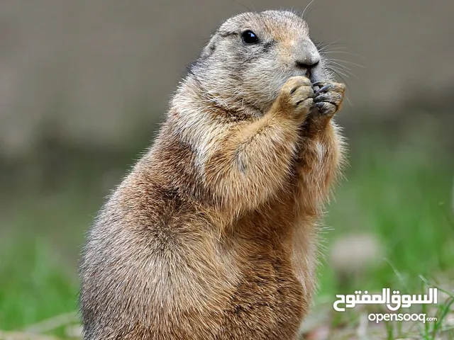 براري دوق ذكر