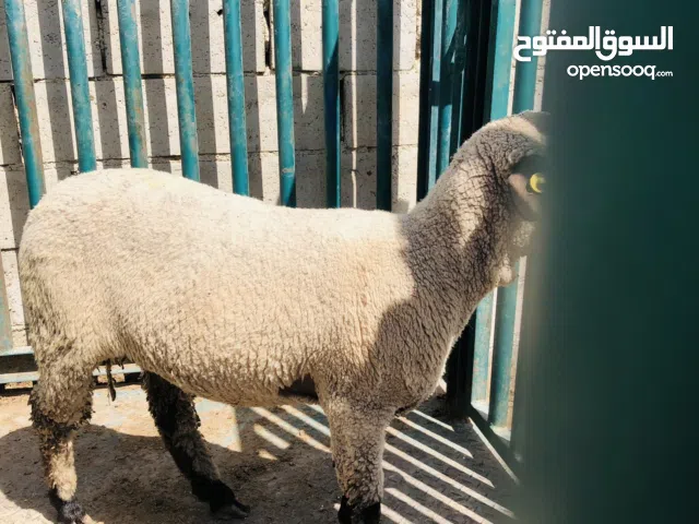 خدمة دبح العقيقه والنذر والاضحية والتوزيع بوصلك اياها وين ماكنت  روماني حجم صغير وحجم كبير  بلدي