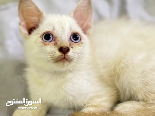 Kittens for adoption