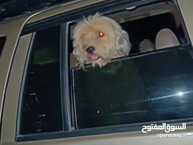 كلب شيتزو كلب زينه اوامر مشاءلله يسمع فالكلام 100‎%‎