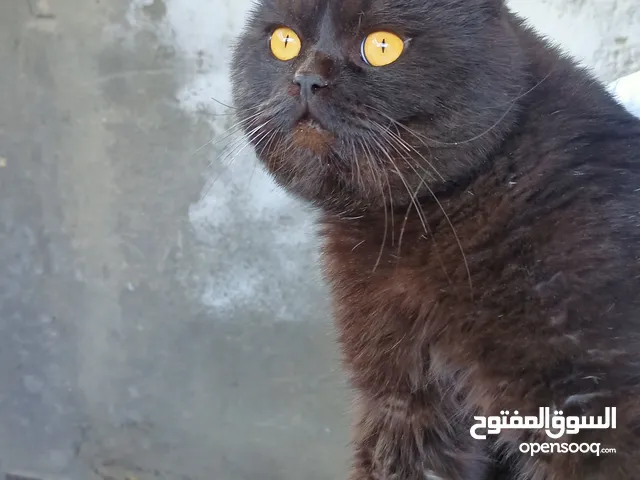 قط  برتش معقم سمين  اقرة الوصف