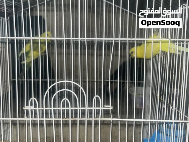 طيور حب مزاويج ومبيضات اقره الوصف