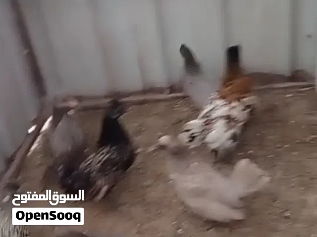 للبيع فروخ عربي