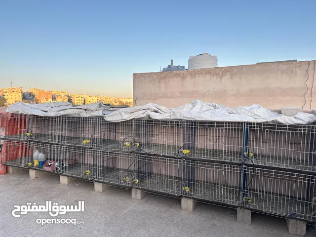 اقفاص حمام للبيع استخدام بسيط قياس 70 في 60 وارتفاع 50