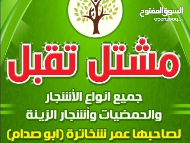 زيتون للبيع