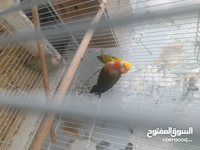 طيور لوفبير جاهزات