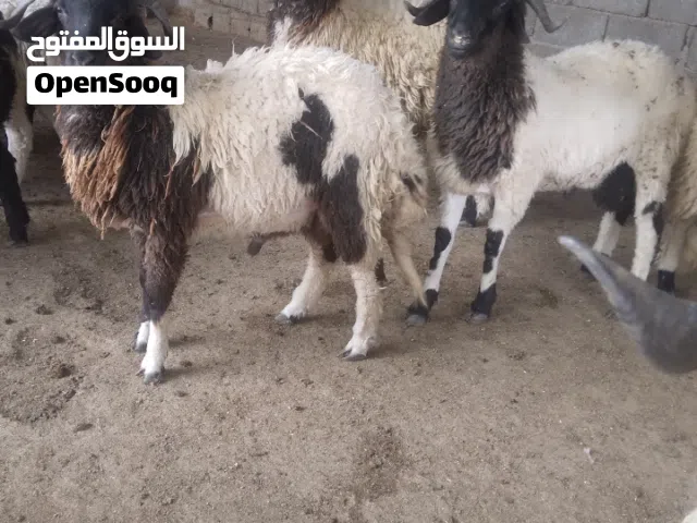 خرفان للبيع