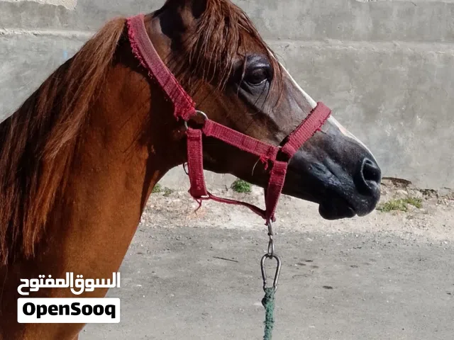 فرس للبيع في السلط