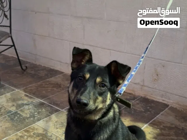 كلبه للبيع لعدم التفرغ انثى إليفه  عمر 7 اشهر