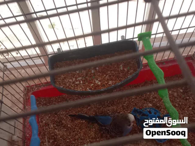 جوز جنه وحب