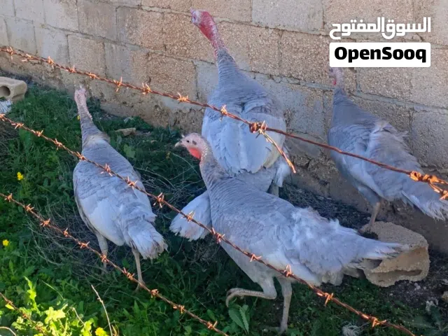 بيض حبش بلجيكي المنيوم البزره الاصليه سعر البيضه 1 دينار الموقع المفرق