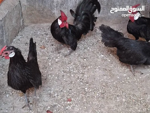 دجاج زينه محلق اسود اصلي انشاء الله