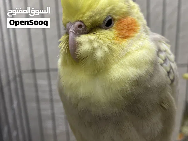 للبيع زوج كوكتيل أليف ومميز