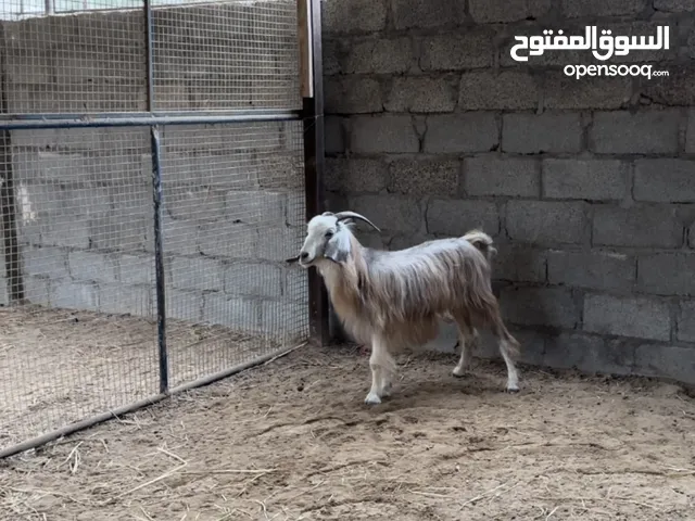 شاه اسنان ومحالب سليم