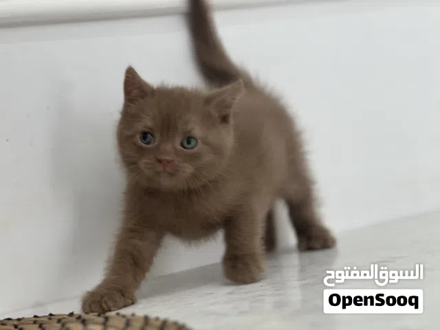 كباتن ممتازه للبيع اناث
