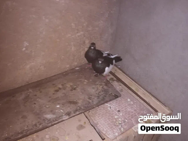 حمام للبيع