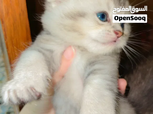 قطه صغيره للبيع