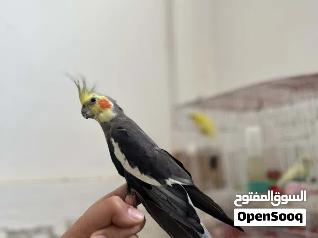 كوكتيل دكر ناشط