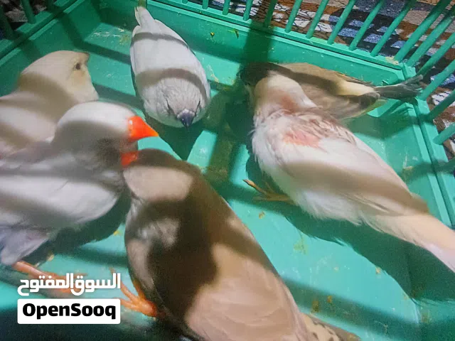 ذكر بي اولاده ومعاه نتايه فون