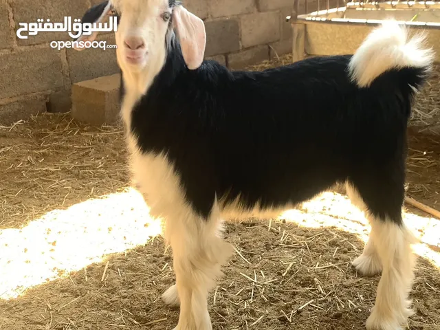 للبيع: سخل ملكي رحبي اصيل
