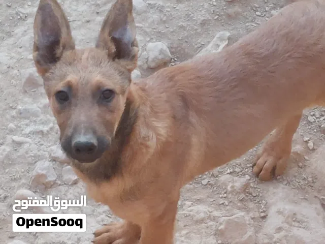 للبيع جرو مالينو (بلجام) ثلاثة شهور ونص اقراء التفاصيل