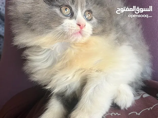 Shiraziii urgent saleeeee