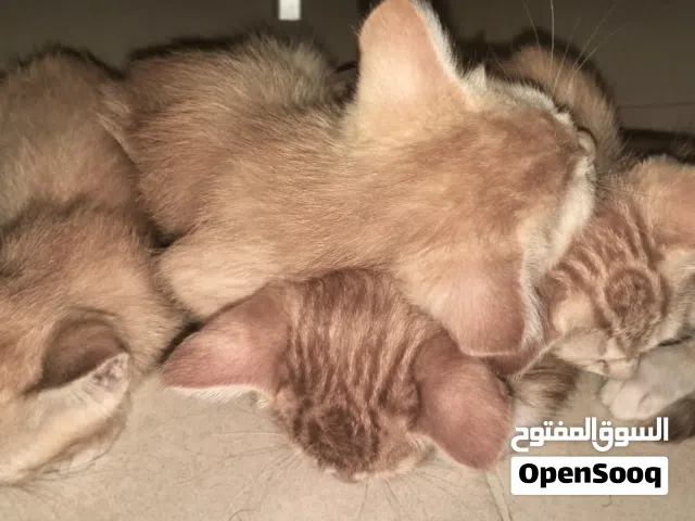 قطاوه للبيع