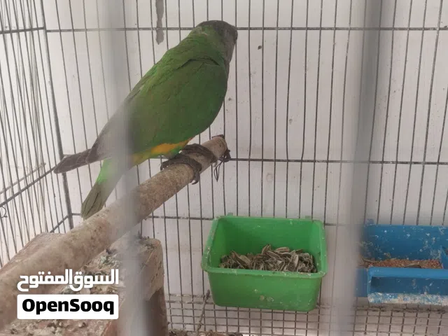 ببغاء سنغالي